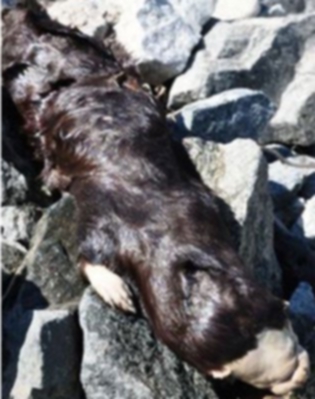 estranyo-animal-canada01