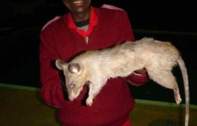rata-gigante-gambia